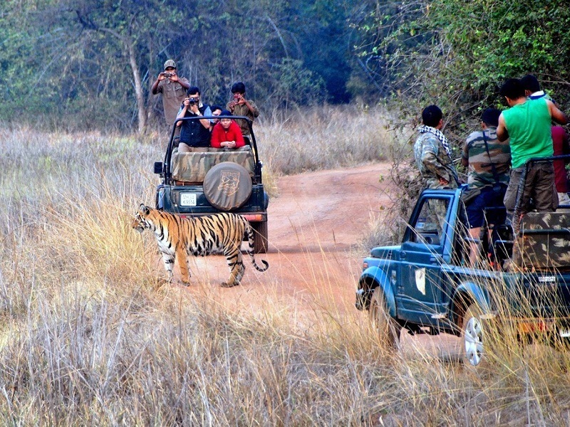 Tadoba Weekend Tour - 1 Night and 2 Days